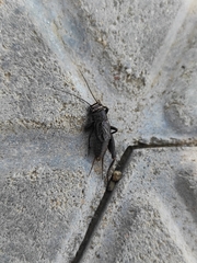 Modicogryllus