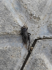 Modicogryllus