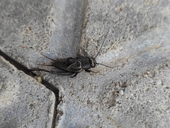 Modicogryllus