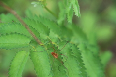 Rilaena triangularis