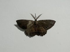 Gnophini