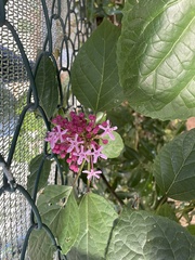 Clerodendrum bungei