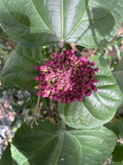 Clerodendrum bungei