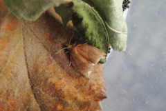 Pandemis cinnamomeana