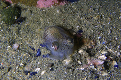Sepioloidea pacifica