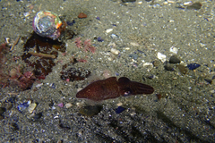 Sepioloidea pacifica