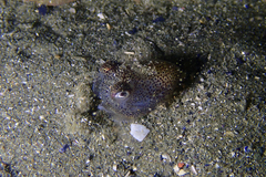 Sepioloidea pacifica