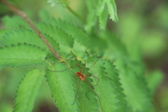 Rilaena triangularis