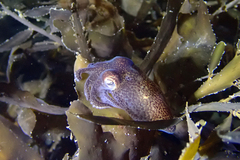 Sepioloidea pacifica