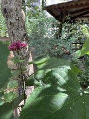 Clerodendrum bungei