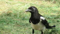 Pica serica