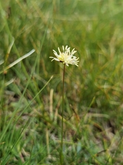 Juncus thomsonii