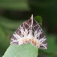 Evecliptopera illitata