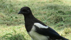 Pica serica
