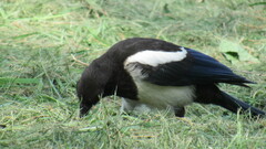 Pica serica