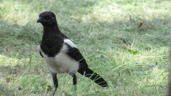 Pica serica