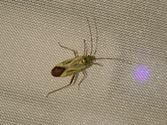 Adelphocoris quadripunctatus