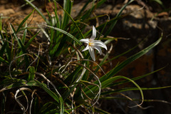 Xerophyta schlechteri