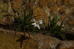 Xerophyta schlechteri