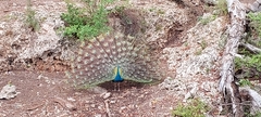 Pavo cristatus