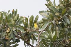 Eremomela scotops