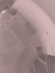 Carybdea marsupialis