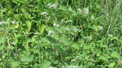 Arctium tomentosum