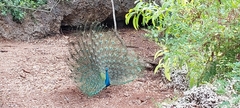Pavo cristatus