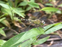 Diplacodes trivialis