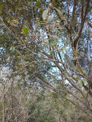 Chrysophyllum marginatum