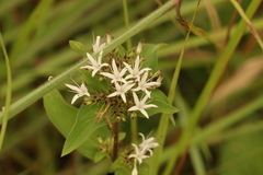 Virectaria multiflora image