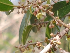 Chrysophyllum marginatum