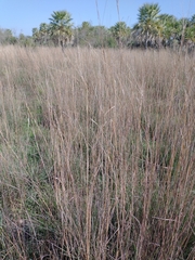 Andropogon lateralis
