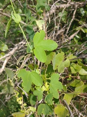 Passiflora giberti