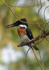 Chloroceryle amazona