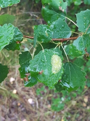 Phyllonorycter sagitella