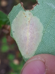 Phyllonorycter sagitella