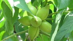 Juglans mandshurica