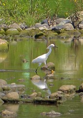 Egretta thula