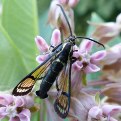 Synanthedon exitiosa