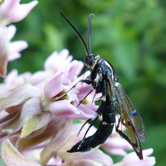 Synanthedon exitiosa