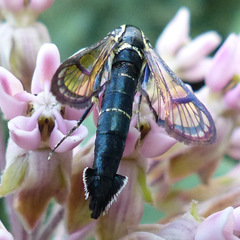 Synanthedon exitiosa