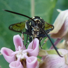 Synanthedon exitiosa