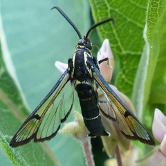 Synanthedon exitiosa