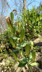 Lilium rubescens