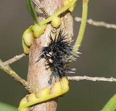 Septobasidium clelandii