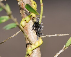 Septobasidium clelandii
