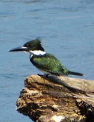 Chloroceryle amazona