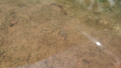 Fejervarya limnocharis