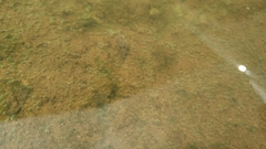 Fejervarya limnocharis